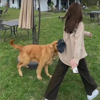 鸽战总动员